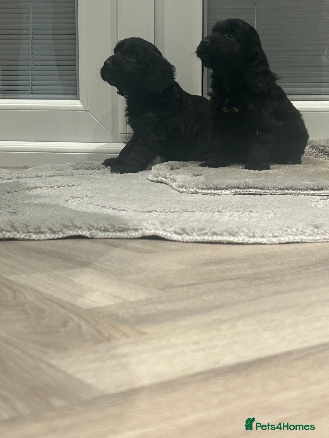 Cockapoo dogs for sale: F1 cockapoo puppies  - Advert 21