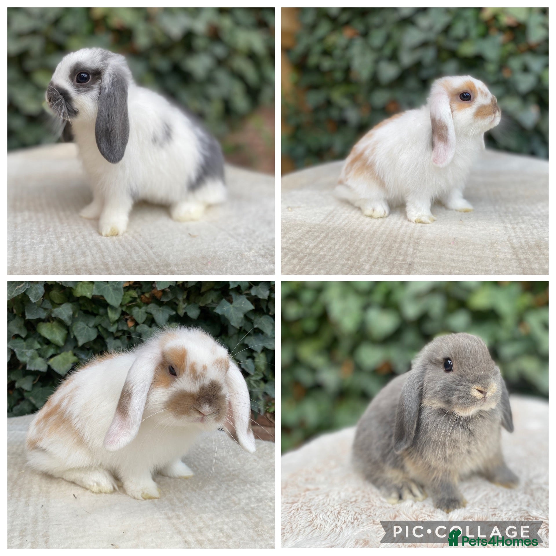 Mini Lop rabbits Baby Mini Lop bunnies for sale  - Advert 12