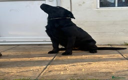 Labrador Retriever dogs for sale: KC Reg Black Labrador Bitch - Image 2