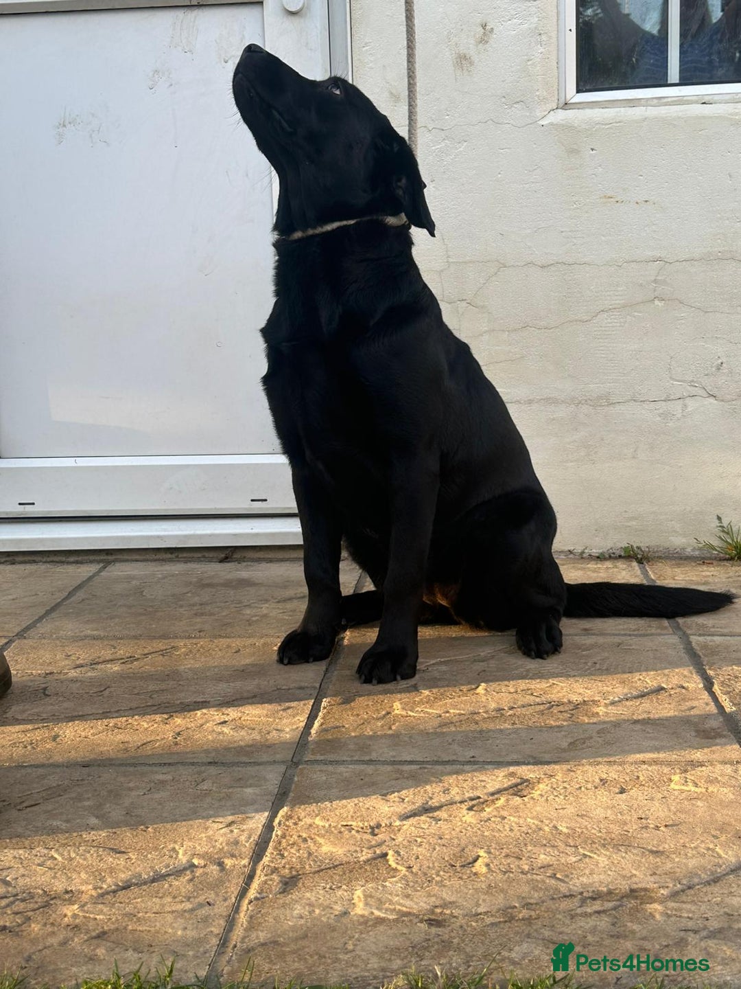 Labrador Retriever dogs for sale: KC Reg Black Labrador Bitch - Image 2