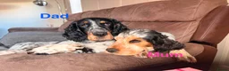 Cocker Spaniel dogs for sale: Gorgeous Cocker Spaniel Puppies - Advert 20