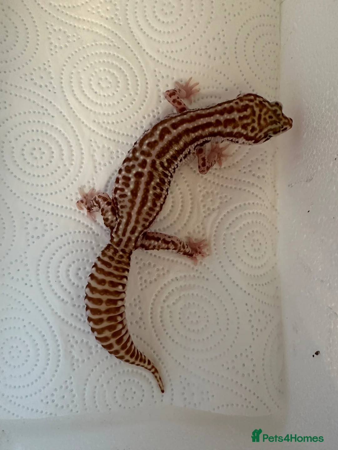 Leopard Gecko reptiles for sale: Leopard geckos for sale  in Nottingham - Advert 2