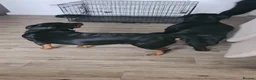 Rottweiler dogs for stud: WELL PROVEN STUD in Halifax - Advert 10