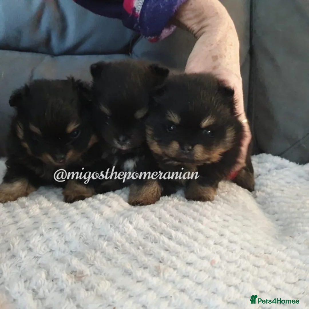 Pomeranian dogs for stud: Well Proven Stunning Black and Tan Pomeranian Stud in Ebbw Vale - Advert 3