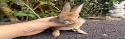 Rex rabbits for sale: 3 x stunning mini rex babies for reserve  - Advert 14