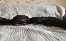 Dachshund dogs for sale: Dachshund  - Image 19