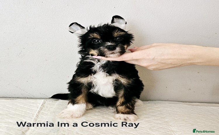 Chinese Crested dogs in Crewe - Advert 2