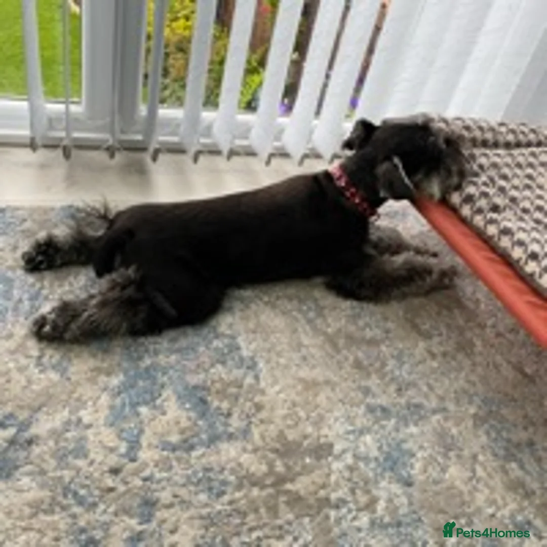 Miniature Schnauzer dogs for stud: MS Stud KC registered in Bradford - Advert 5