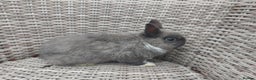 Netherland Dwarf rabbits for sale: Buck blue self look for forever homes  - Advert 1