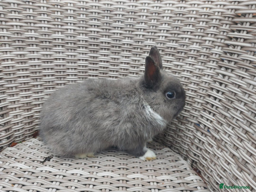 Netherland Dwarf rabbits for sale: Buck blue self look for forever homes  - Advert 1