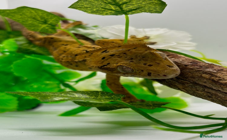 Gecko reptiles - Advert 1