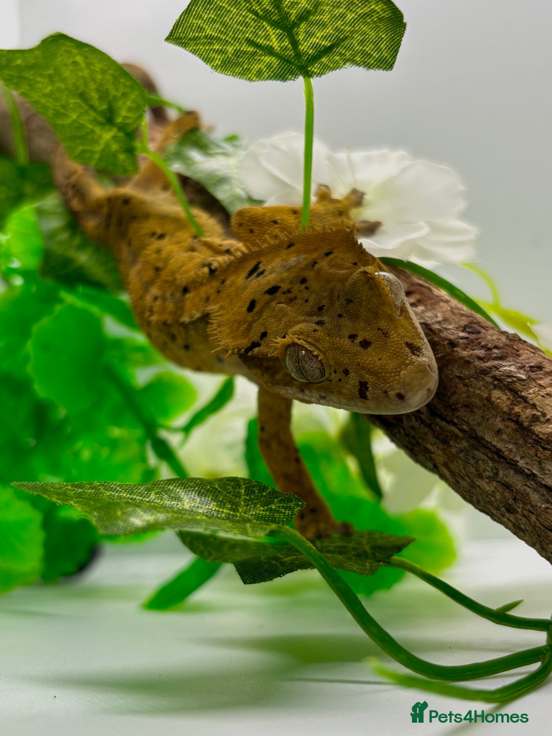 Gecko reptiles for sale: Adult crested geckos  - Image 1