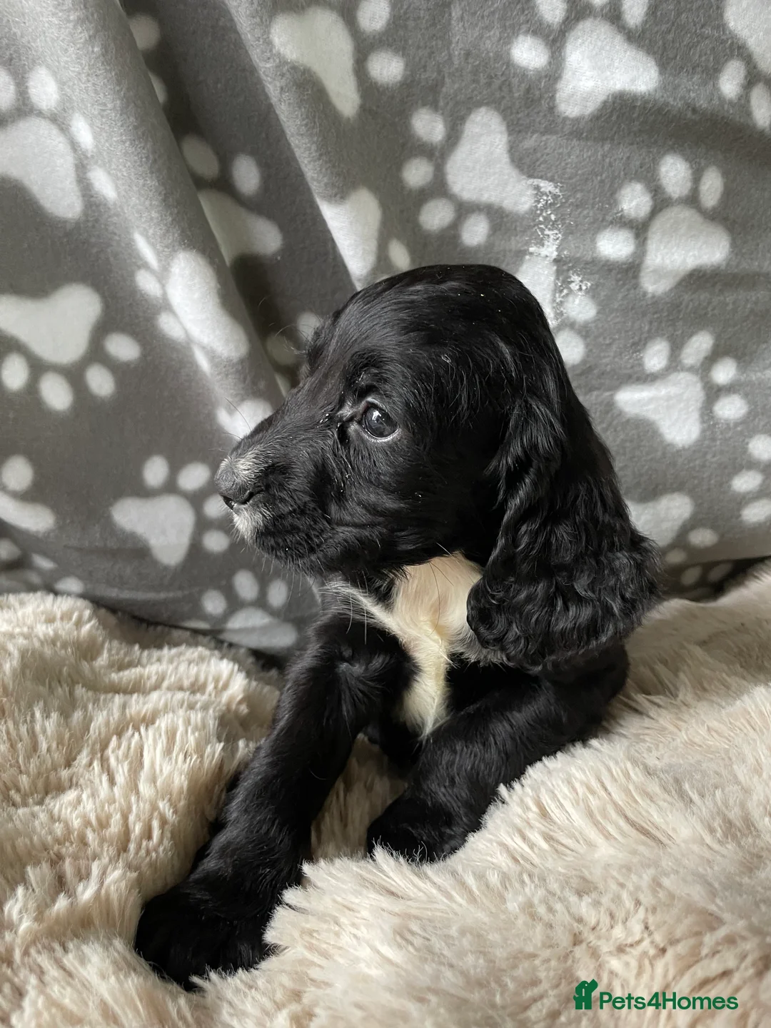 Cocker Spaniel dogs for sale: Working cocker spaniels  - Advert 10