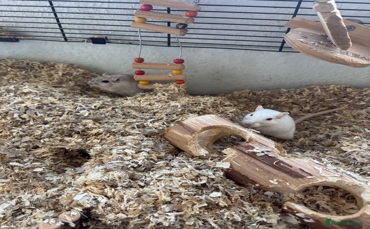 Gerbil rodents - Advert 3