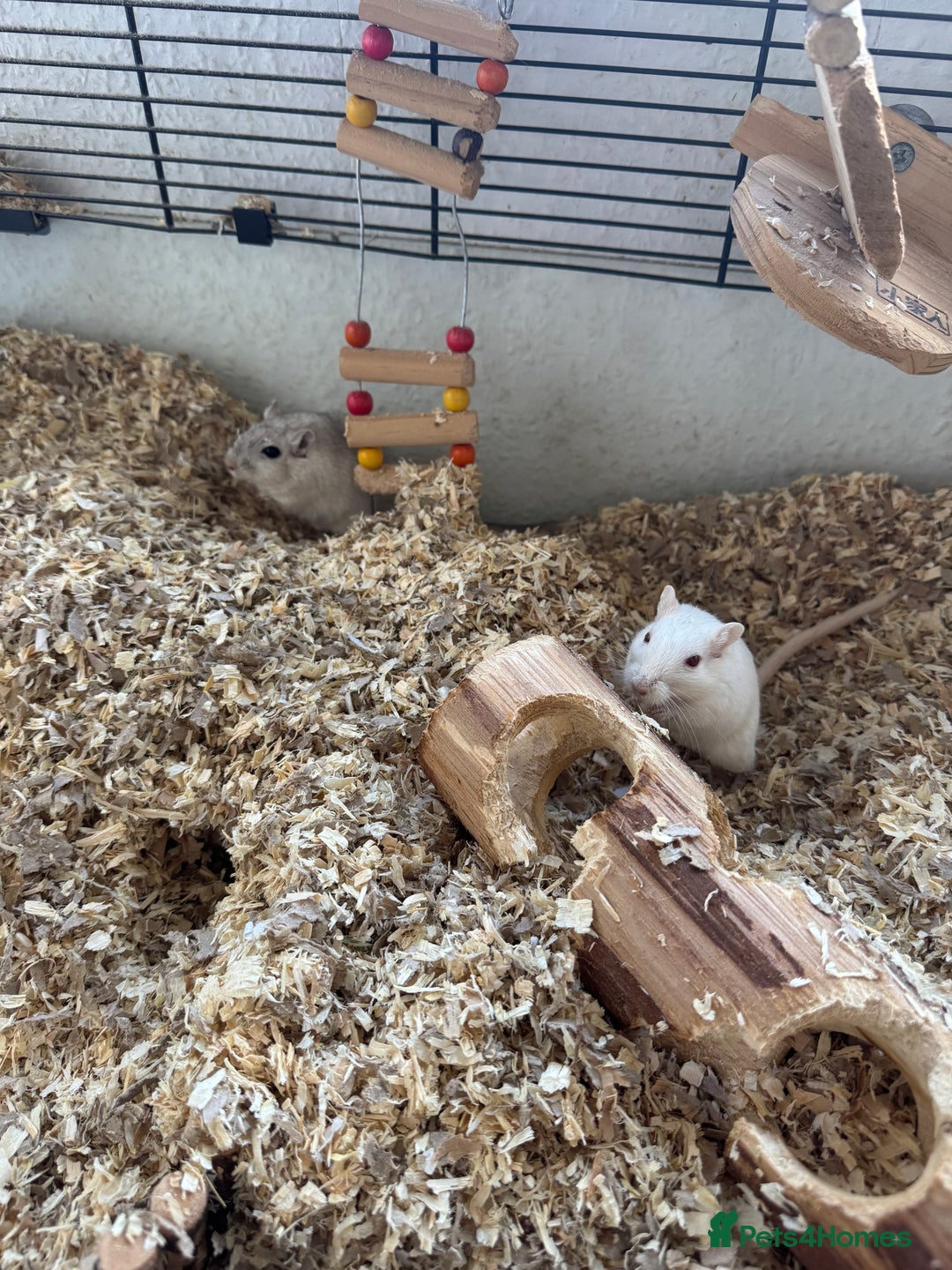 Gerbil rodents for sale: 2 Male Gerbils, Grey & Albino - Image 1