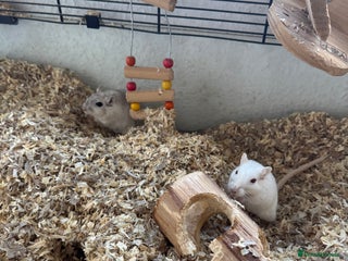 Gerbil rodents - Advert 5