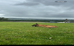 Belgian Shepherd Dog dogs for sale: One beautiful pup left! - Image 3