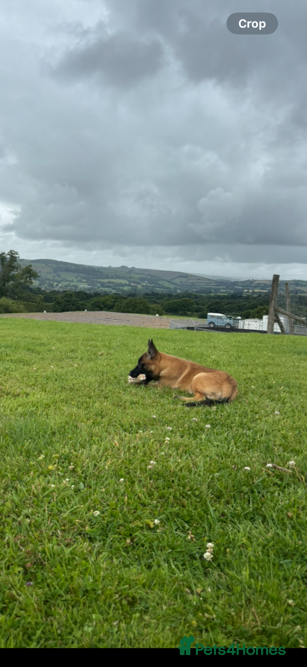 Belgian Shepherd Dog dogs for sale: One beautiful pup left! - Image 3