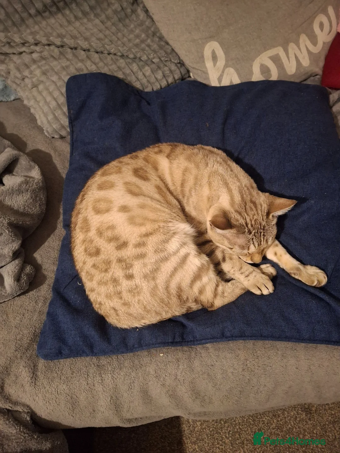 Bengal cats for sale: Beautiful bengals lots of colours and ages - Advert 1