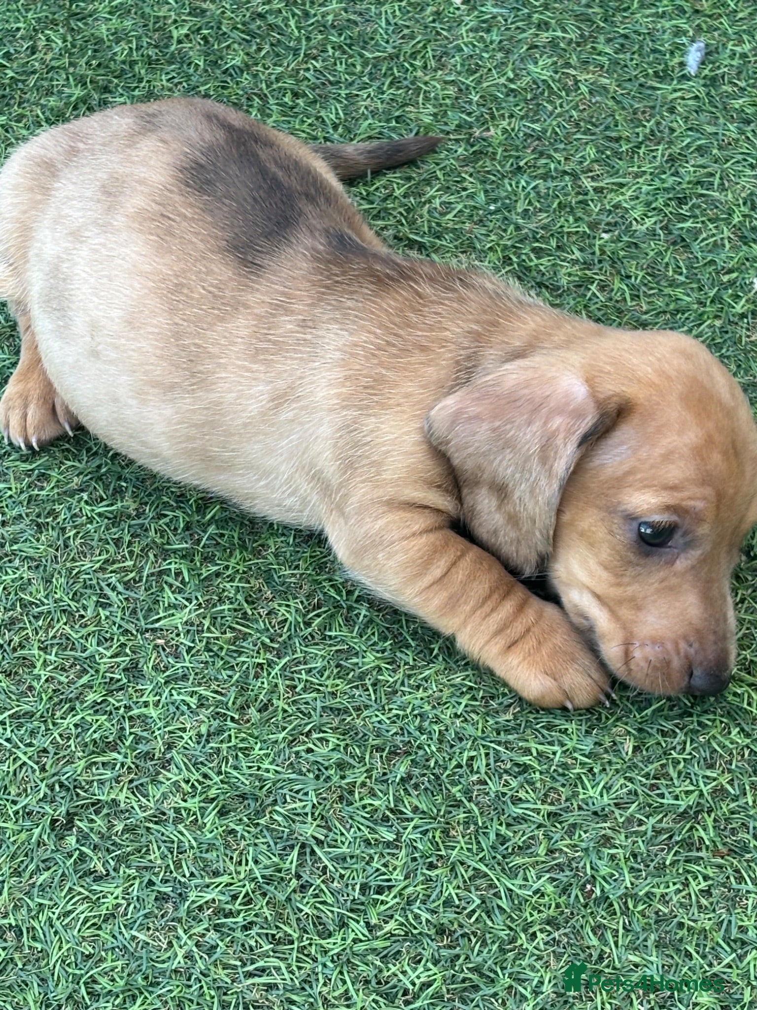 Miniature Dachshund dogs Miniature dachshunds - Advert 2