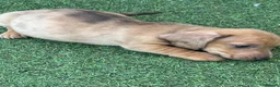 Miniature Dachshund dogs for sale: Miniature dachshunds - Advert 29