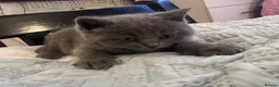 Brazilian Shorthair cats for sale: British Shorthair Kitten  - Advert 5