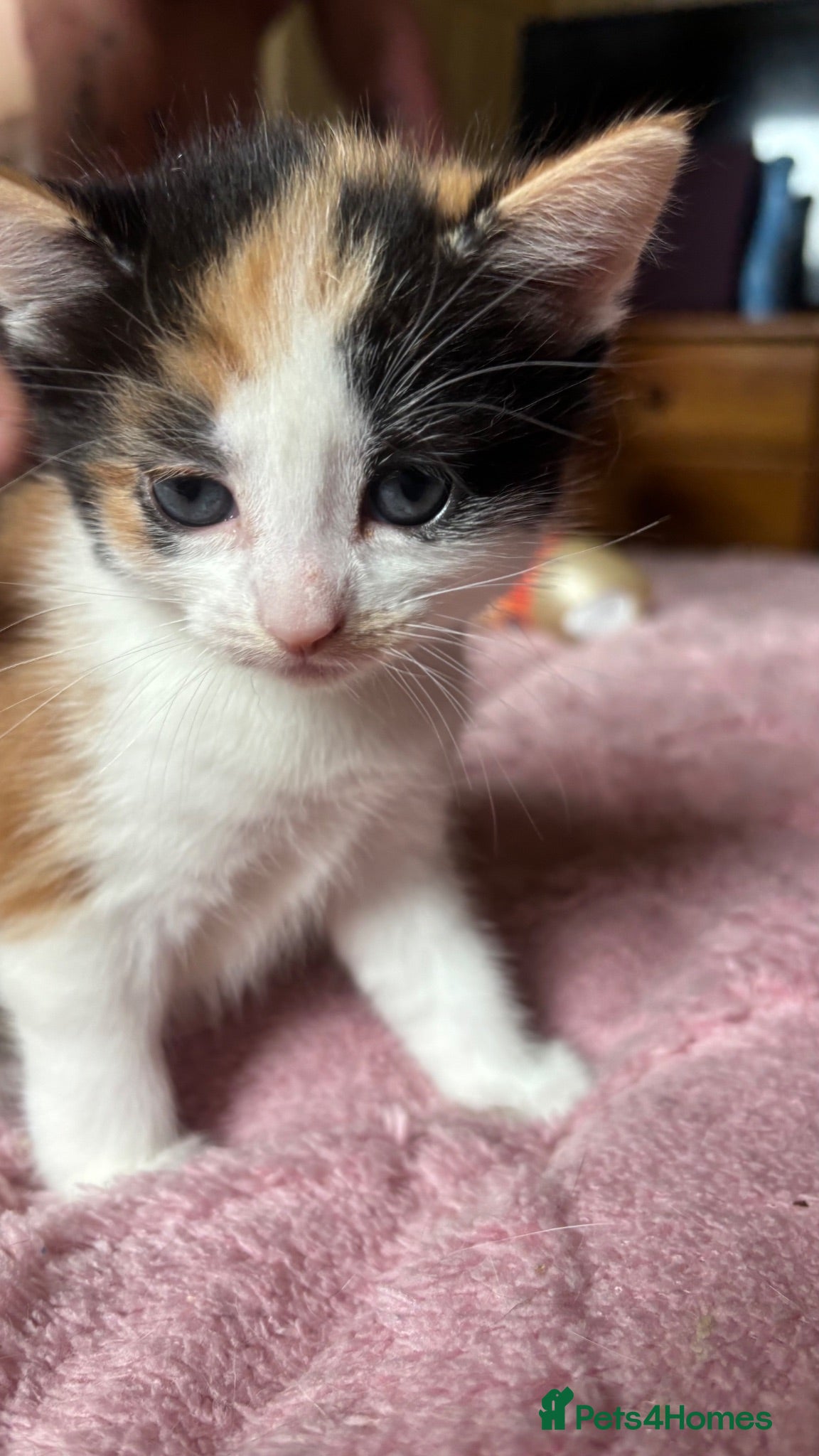 British Shorthair cats 3 Gorgeous little ladies only one left  - Advert 6