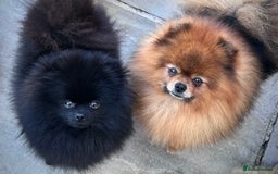 Pomeranian dogs for sale: ** TRUE TO TYPE BLACK POMERANIAN PUPPIES ** - Image 15