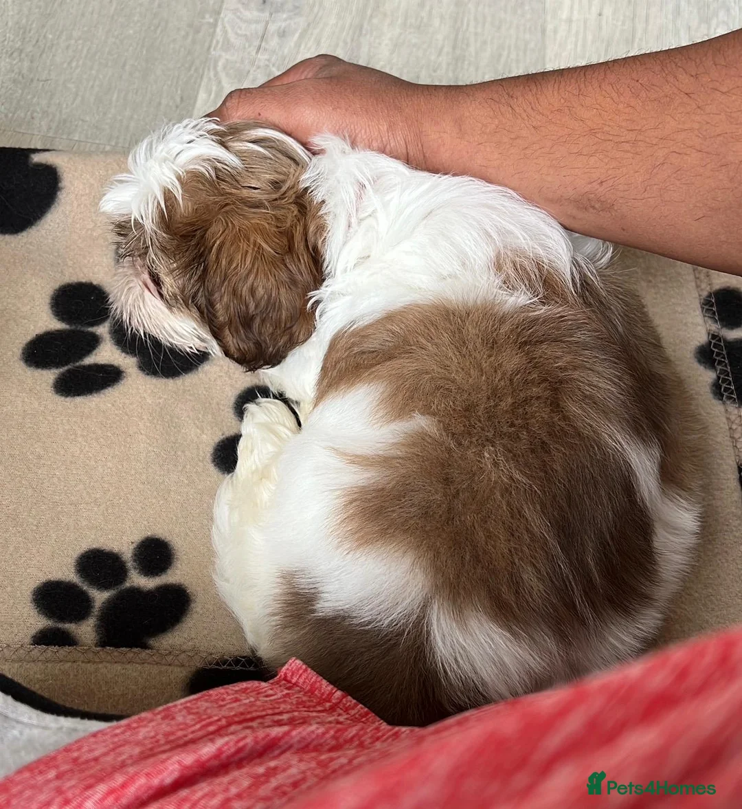 Shih Tzu dogs for sale: Pedigree Shih Tzu- Negotiable for right owner  - Advert 1