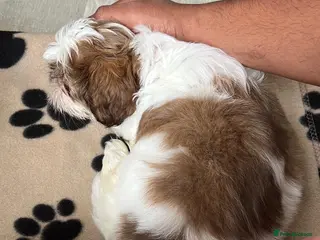 Shih Tzu dogs Beautiful Pedigree ShihTzu- Looking for a New Home - Advert 1