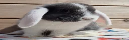 Mini Lop rabbits for sale: Mini lops  8 weeks old 31/07/26 - Advert 2