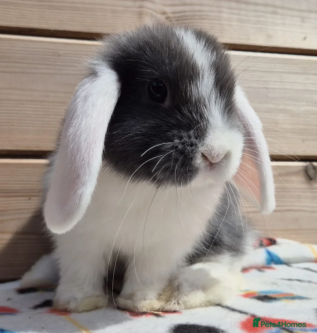 Mini Lop rabbits for sale: Mini lops  8 weeks old 31/07/26 - Advert 2
