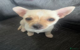 Mixed Breed dogs for sale: White Chihuahua  - Image 1