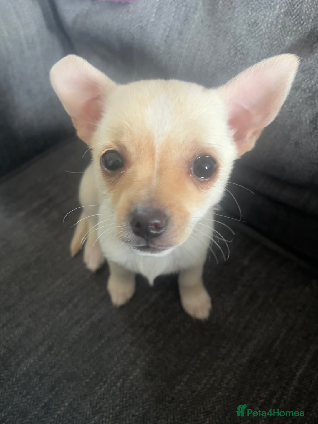 Mixed Breed dogs for sale: White Chihuahua  - Image 1