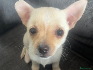 Mixed Breed dogs - Advert 14