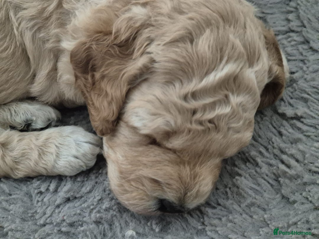 Miniature Poodle dogs for sale: LUXURY Litter of KC Registered Miniature Poodles - Image 8