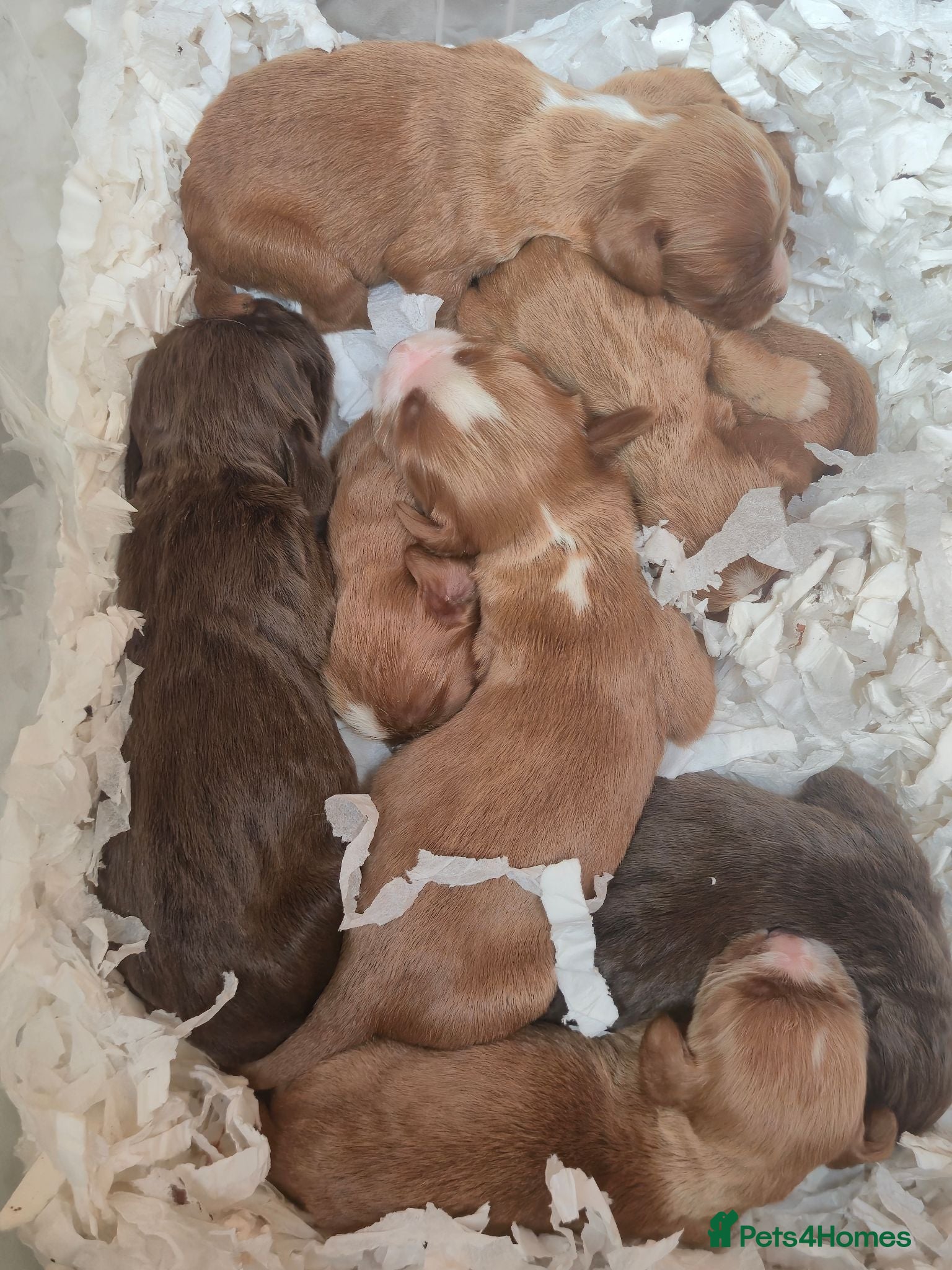 Cocker Spaniel dogs KC Working Cocker Spaniel Puppies - Advert 1