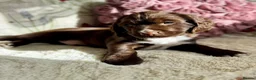 Sprocker dogs for sale: Beautiful Sprocker Spaniel pups - Advert 18