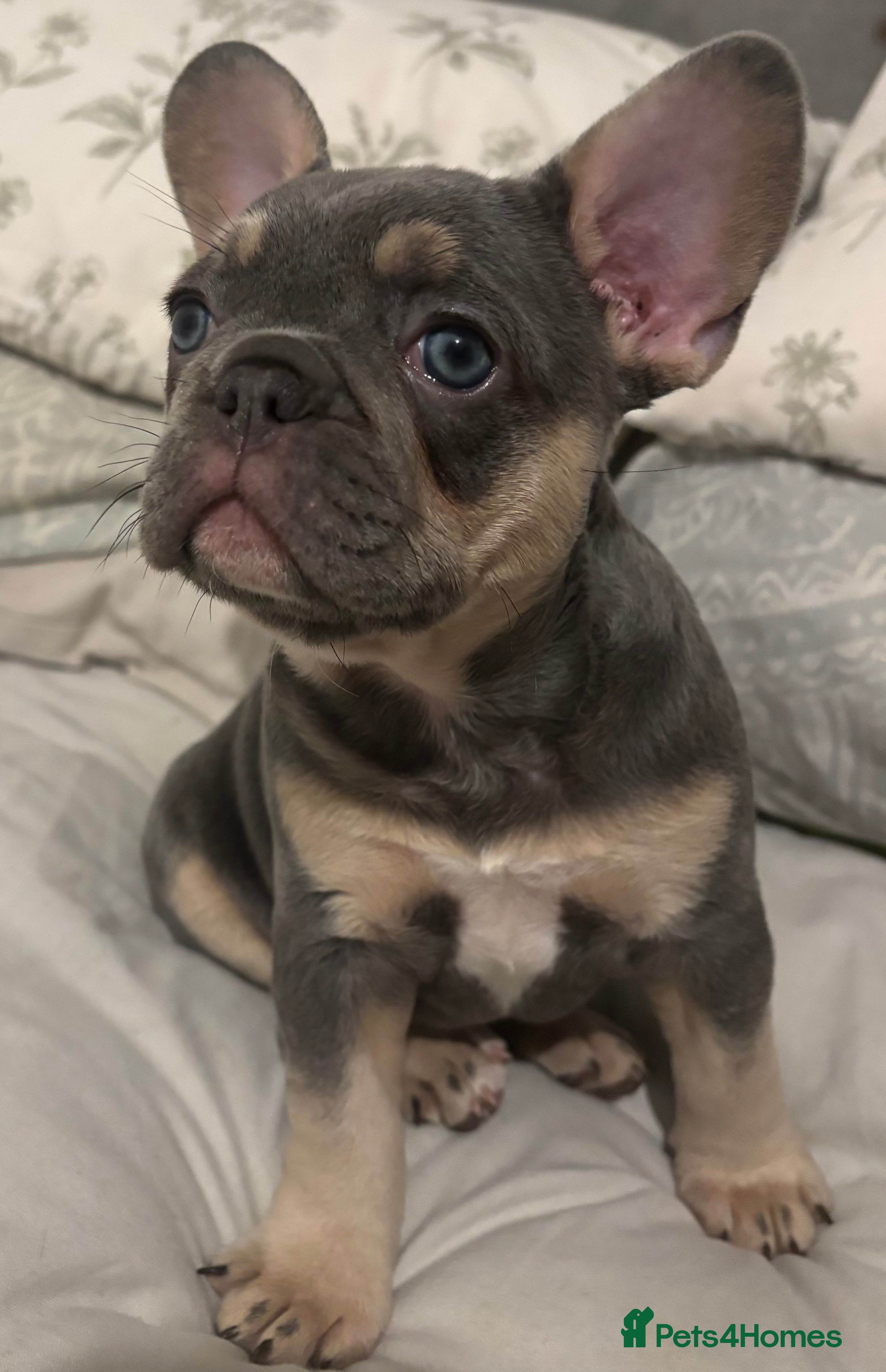 French Bulldog dogs French bulldogs  - Advert 2