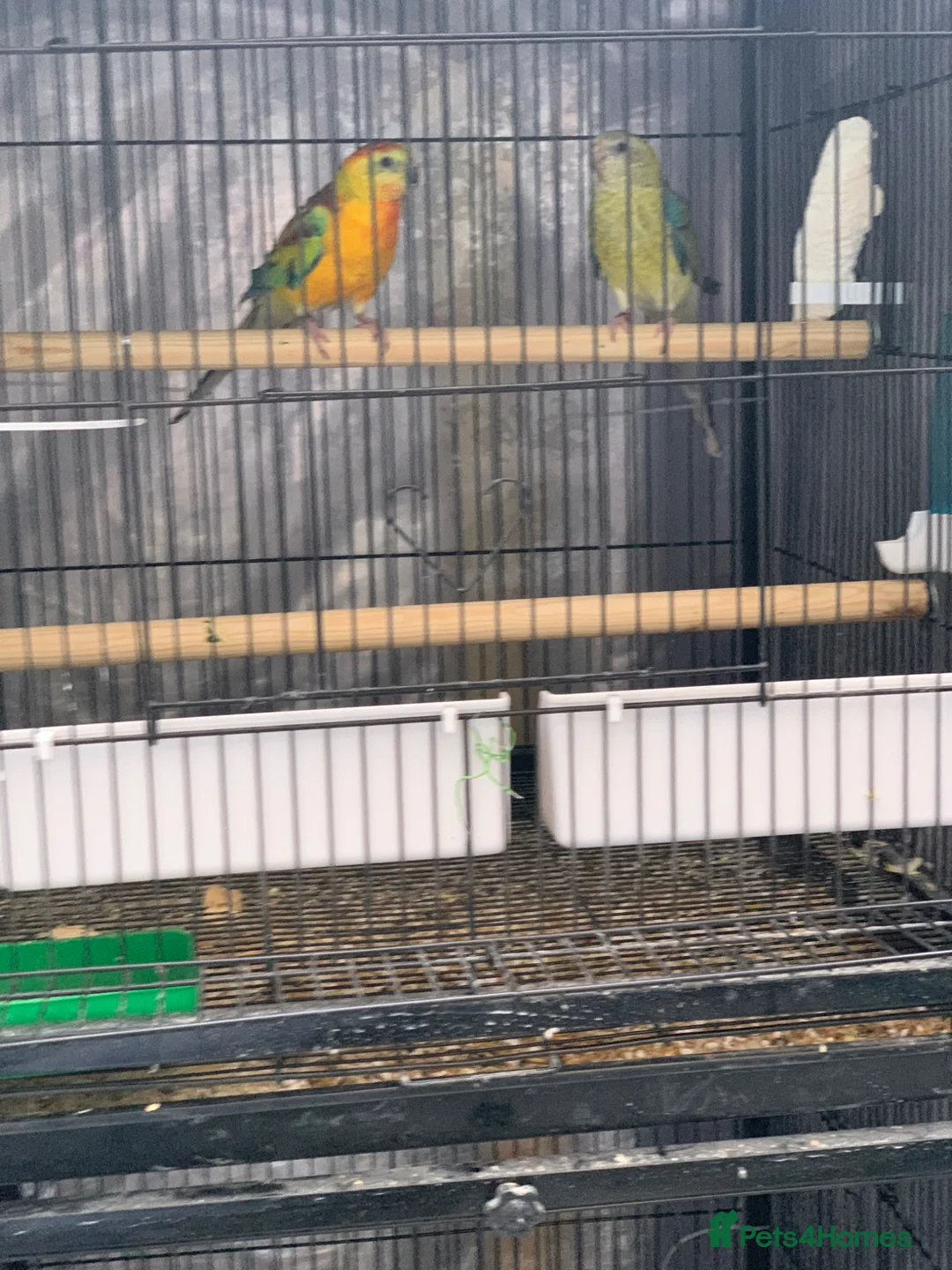 Parrots birds for sale: Red Rumped Parrot - Advert 4