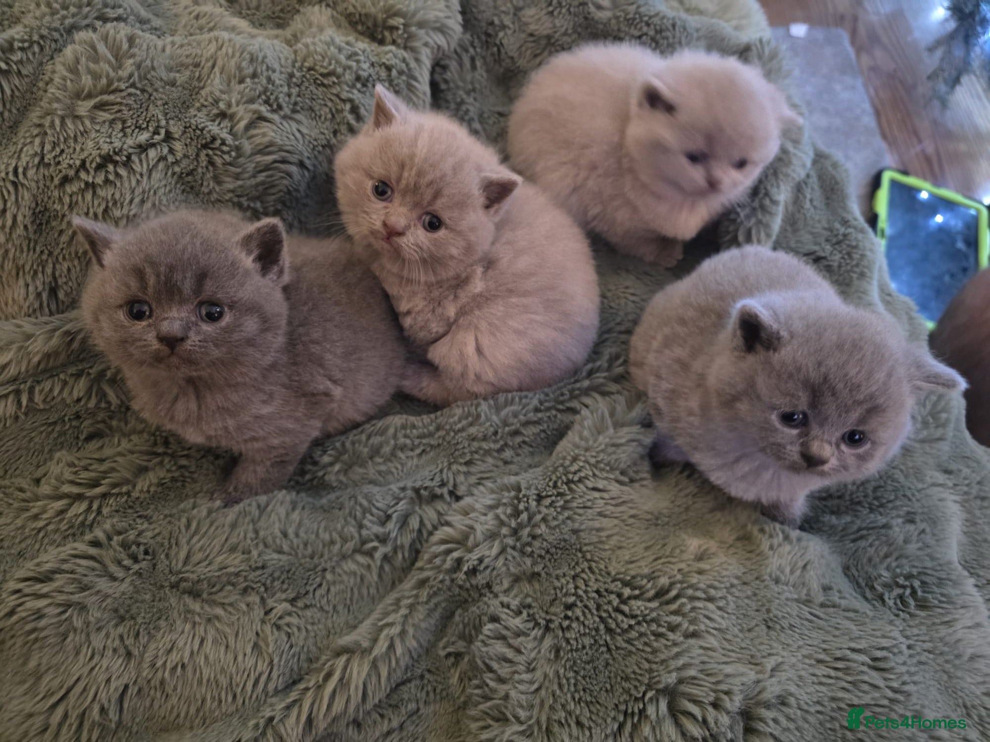 British Shorthair cats Pedigree British Shorthair Kittens- Lilac & Bluess - Advert 1