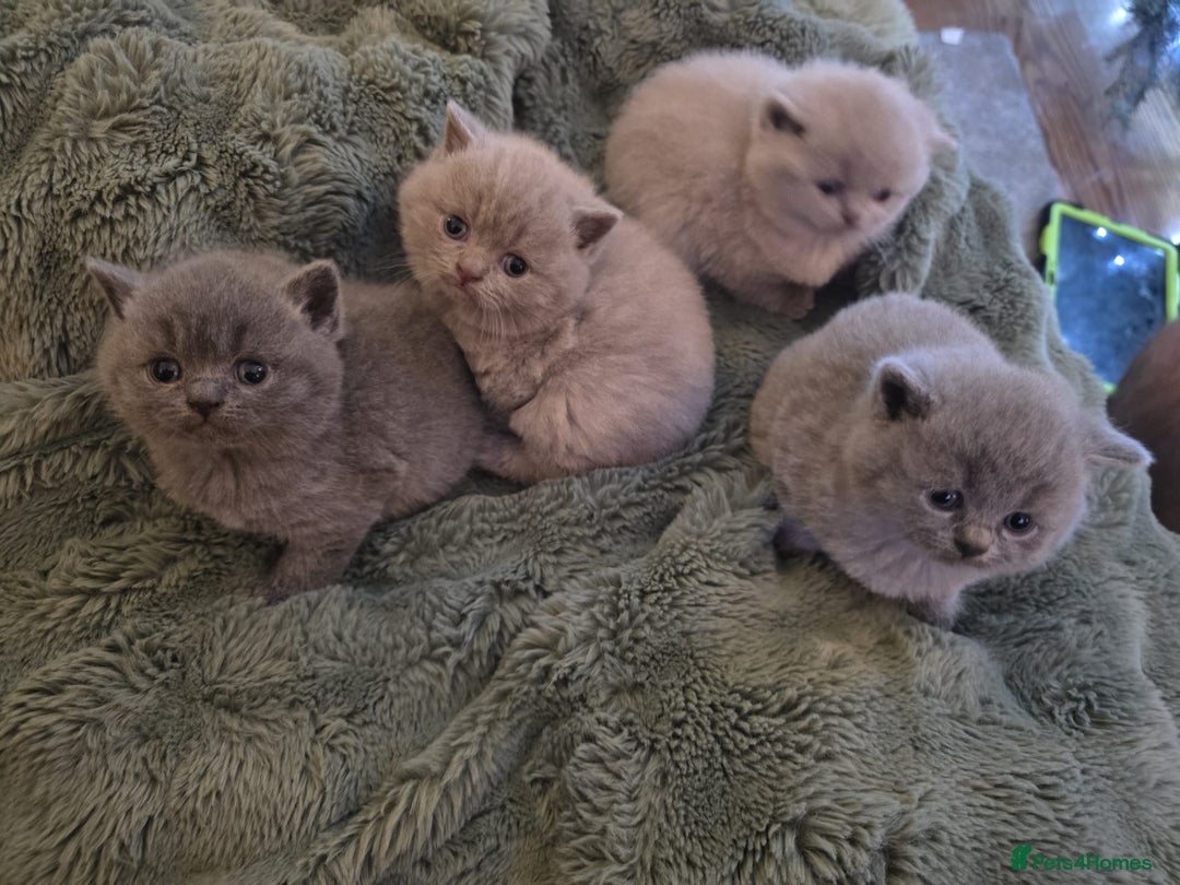British Shorthair cats for sale: Pedigree British Shorthair Kittens- Lilac & Bluess - Advert 1