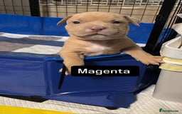 American Bully dogs for sale: AMERICAN POCKET BULLYS - Image 2