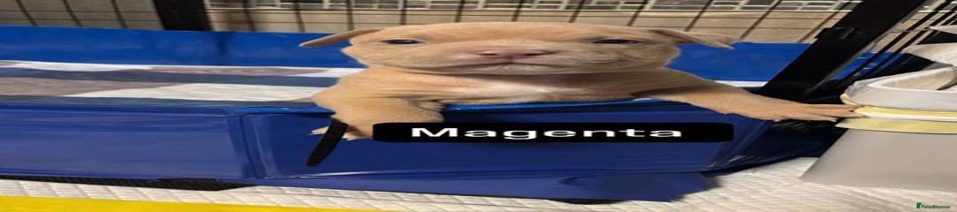 Magenta