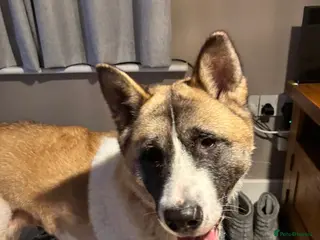 Akita dogs Female Akita mila in Nottingham - Advert 11