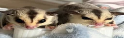 Sugar Glider rodents for sale: 2 Male Sugar Gliders – Brothers Tame + Full Setup in London - Advert 4