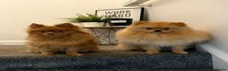 Pomeranian dogs for sale: Miniature Pomeranian Puppys in Redditch - Advert 23