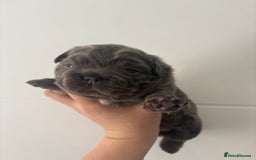 French Bulldog dogs for sale: Visual fluffy frenchies  - Image 5