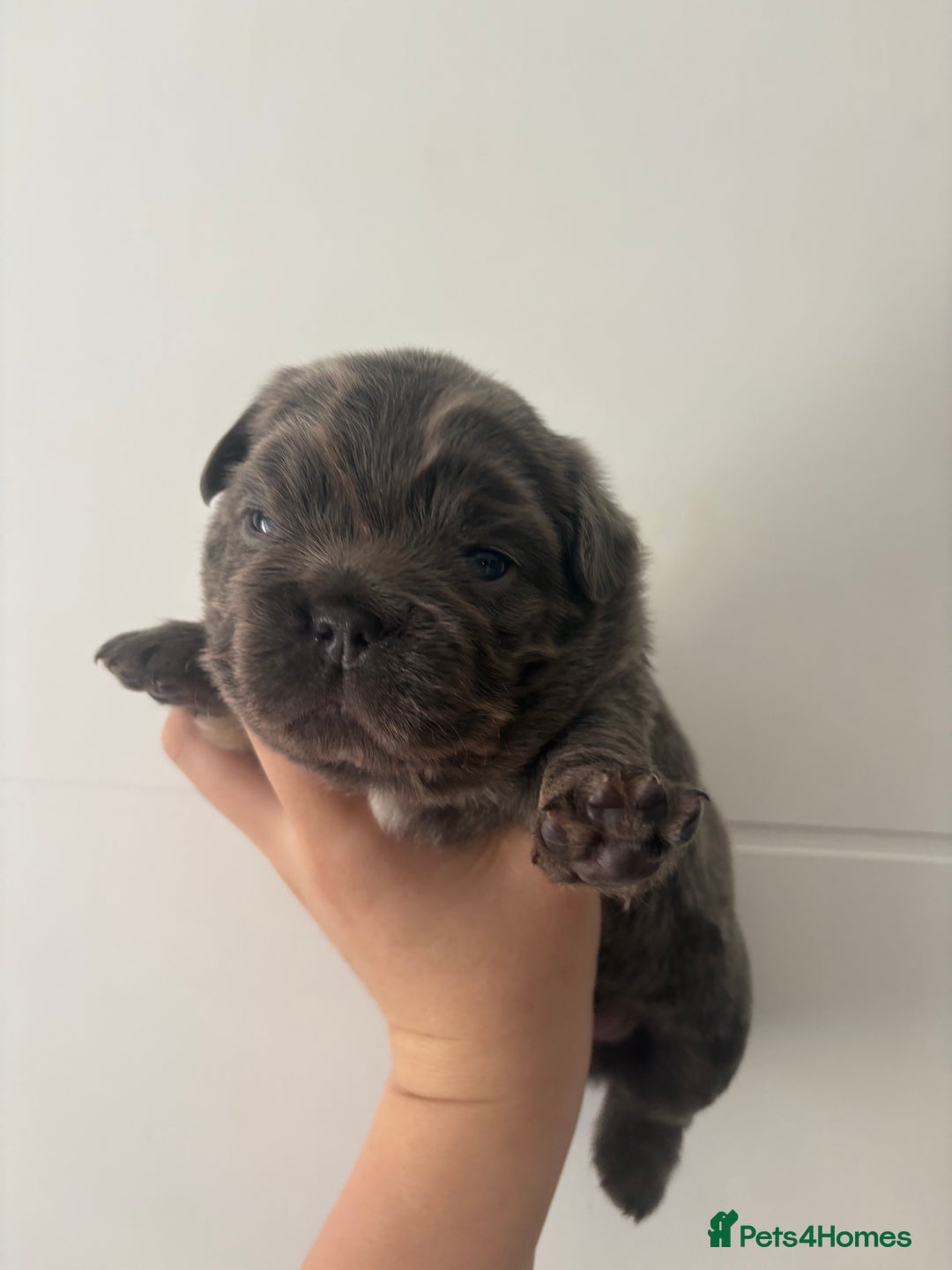 French Bulldog dogs for sale: Visual fluffy frenchies  - Image 5