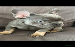 French Bulldog dogs for sale: Stunning French bulldog puppies  - Image 3